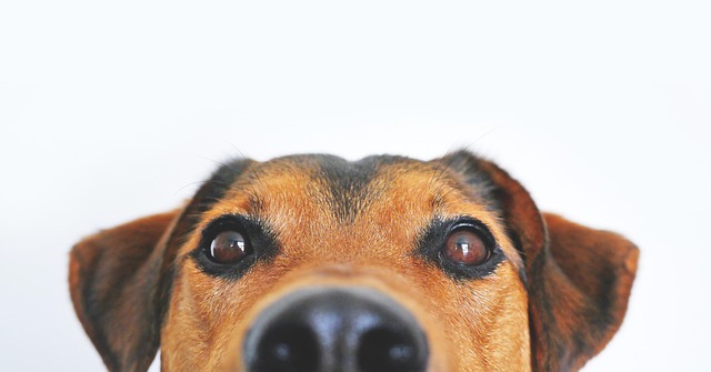 Die bewegende Geschichte eines Malers mit seinem Stoffhund