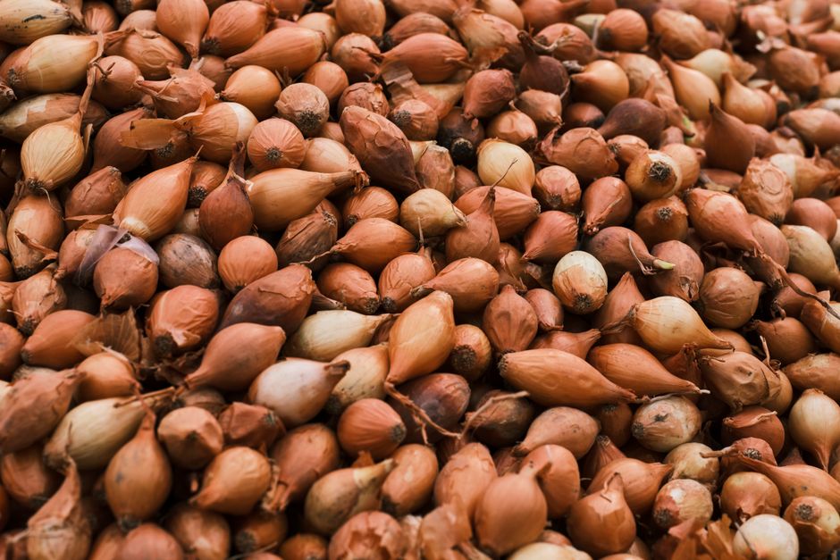 Consejos y métodos para conservar la cebolleta fresca
