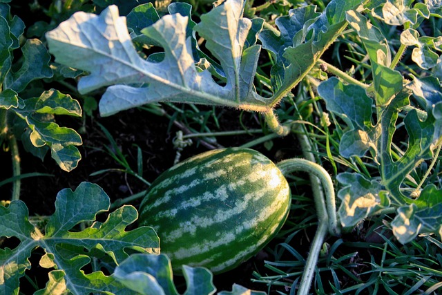 Lebensmittel, die nicht zu Melonen passen, Tipps für einen gesunden Sommer