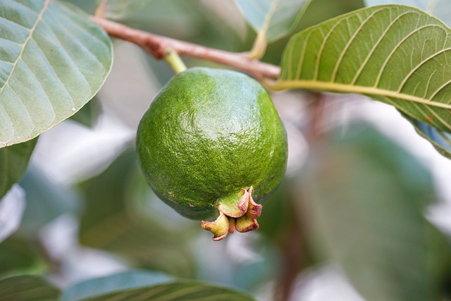 Étude sur l'efficacité du jus de goyave pour soulager l'anémie