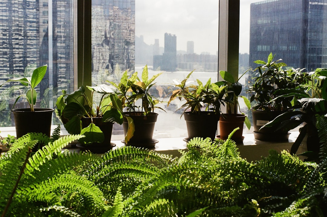 How to get rid of mosquitoes at home with plastic bottles and plants