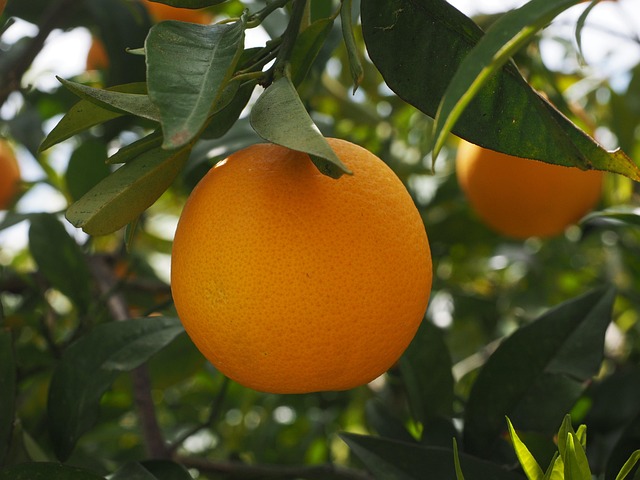 Vielfalt, Vorteile und Nährwerte von Orangen im Überblick